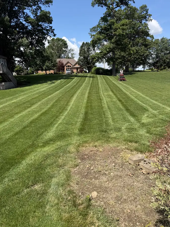 Backyard lawn mowed up to the treeline